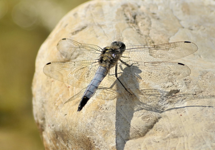 Orthetrum coerulescens ?